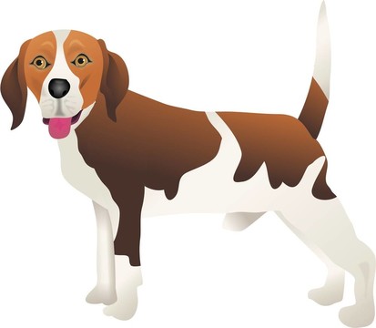 比格犬