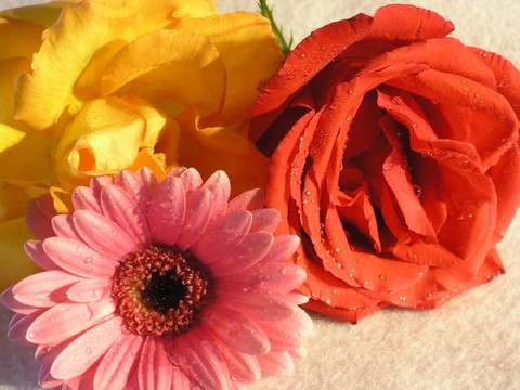 Flowers 01