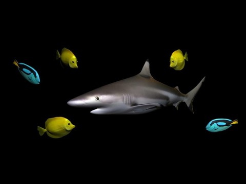 鯊魚與魚