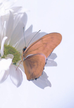 juilia butterbly