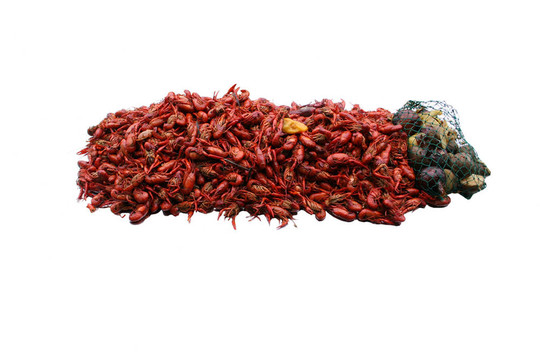 crawfish1