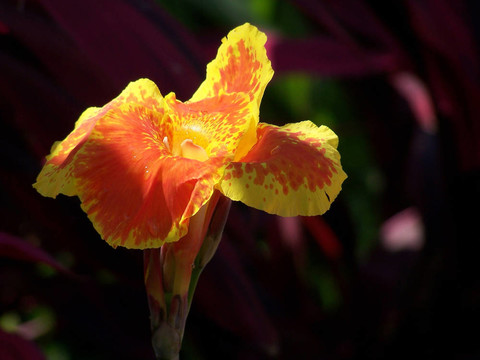 美人蕉花