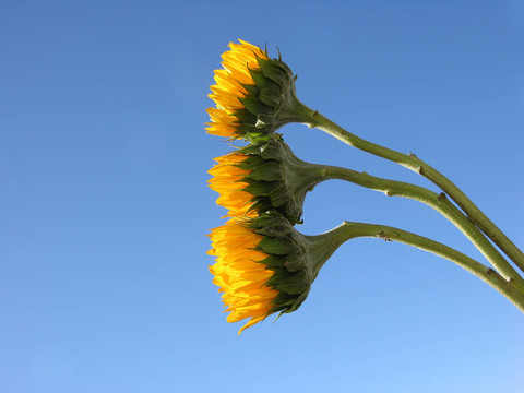 樹(shù)上的花