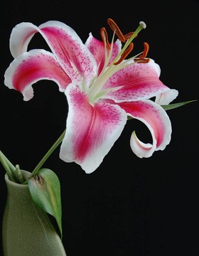 夏威夷百合