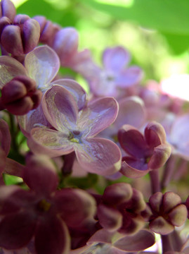 丁香花