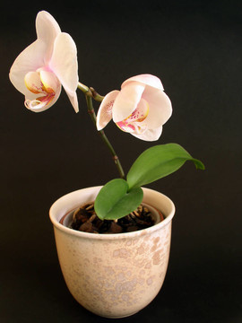 花盆里的花