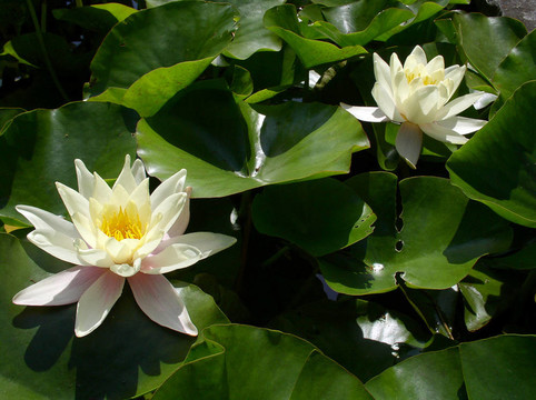 水百合