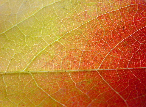 綠色黃色紅色