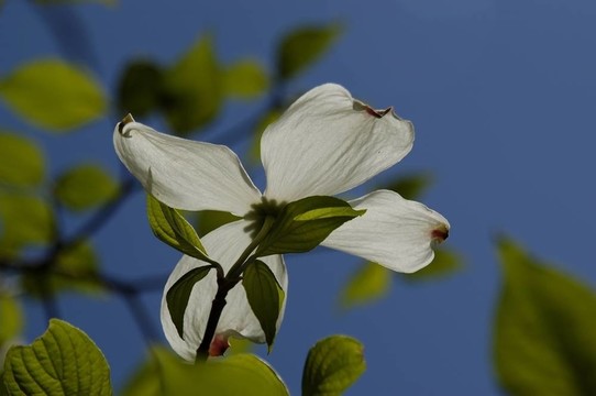 山茱萸花