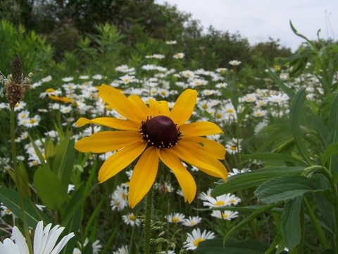 雛菊的田野