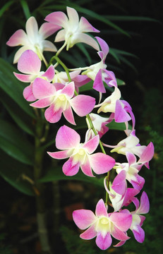蘭花