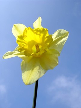 水仙花