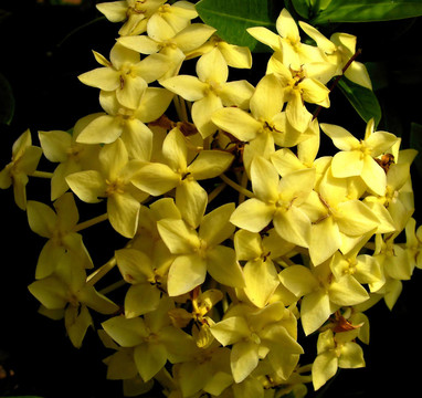 黃色的花