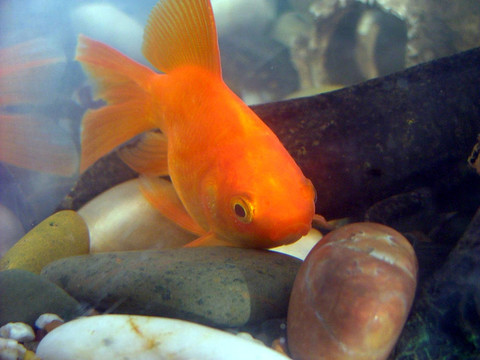 金色的魚