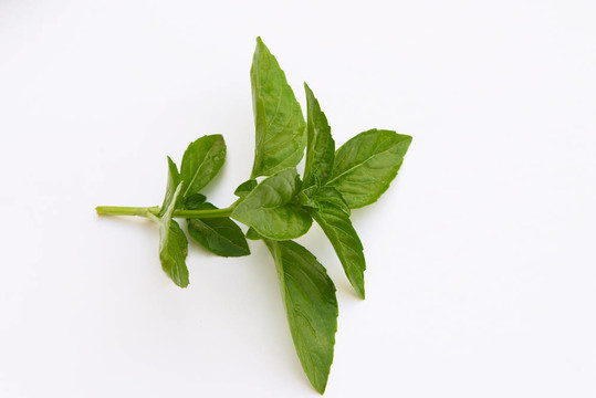 小枝羅勒