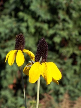緊握松果菊