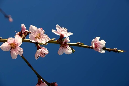 桃花2