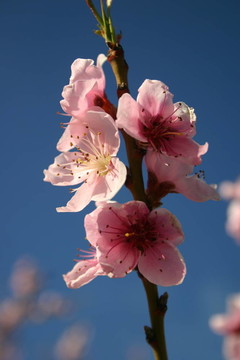 桃花3