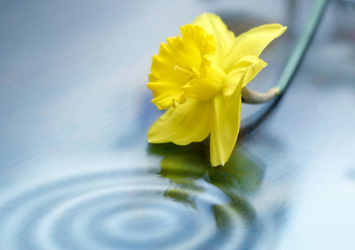 水仙花和漣漪
