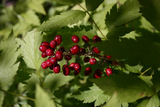 紅漿果