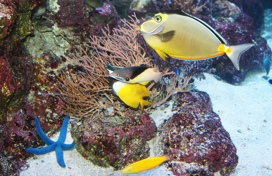 海洋魚類