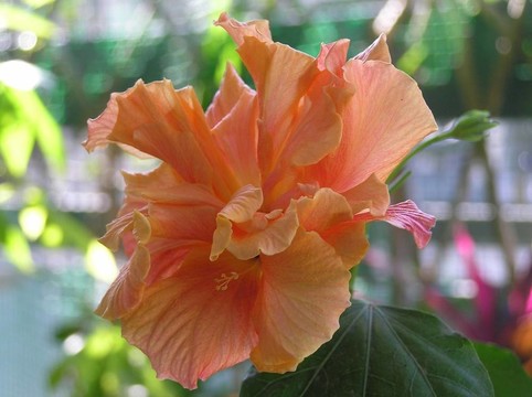 木槿