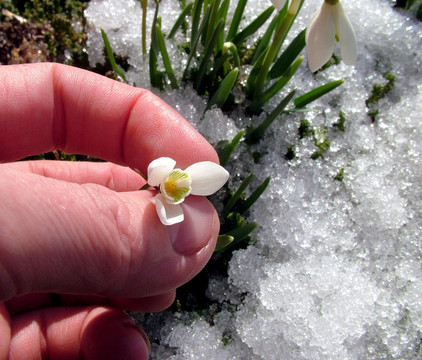 雪花蓮在手