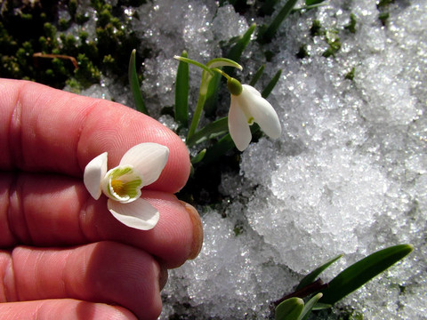 1手的雪花蓮