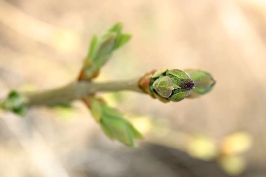 丁香花蕾