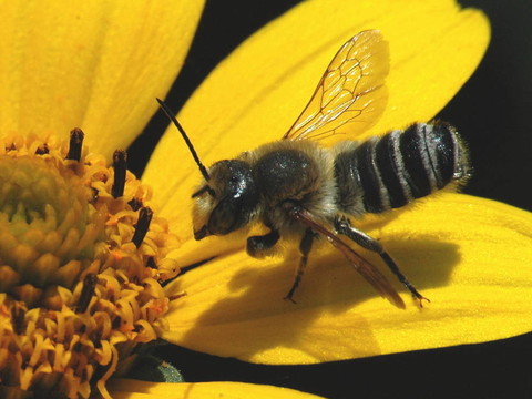 蜜蜂