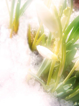 雪花蓮