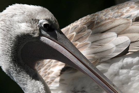 Pelican特寫