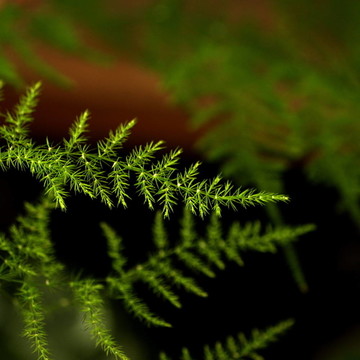 蕨類植物
