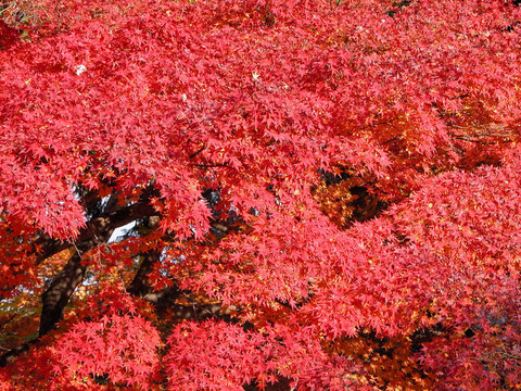 紅