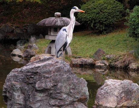 石頭花園里的鳥