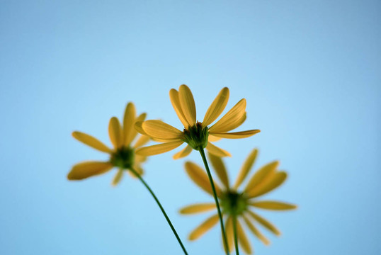 底部的雛菊
