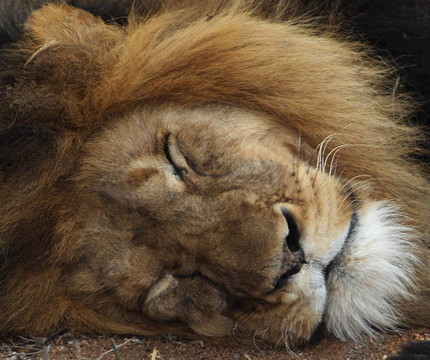 獅子王