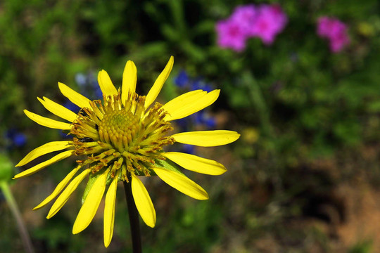 藍(lán)薊