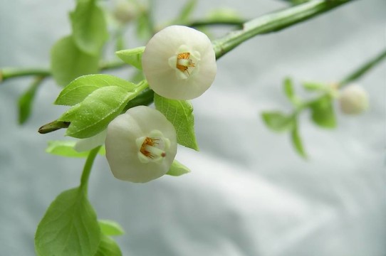分公司/ blueberrie /
