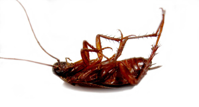 死蟑螂