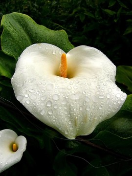 雨在莉莉