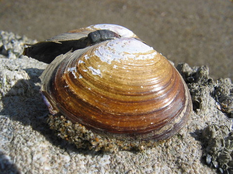 Beach蛤殼