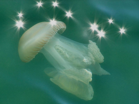 星光燦爛的水母