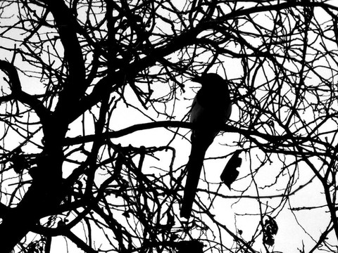 樹上的鳥