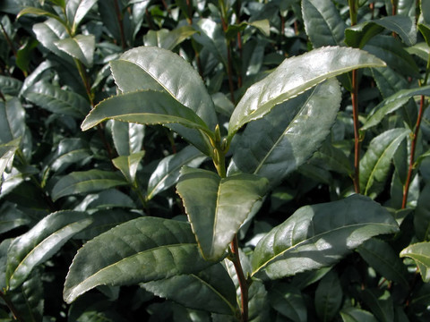 綠茶廠