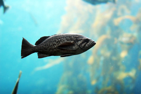 魚