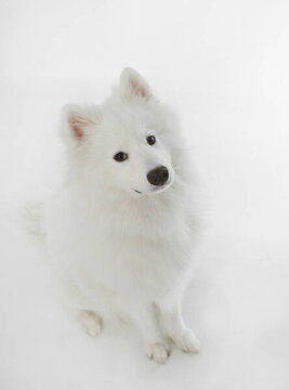 薩摩耶幼犬
