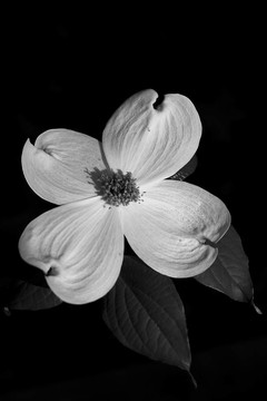 山茱萸開花