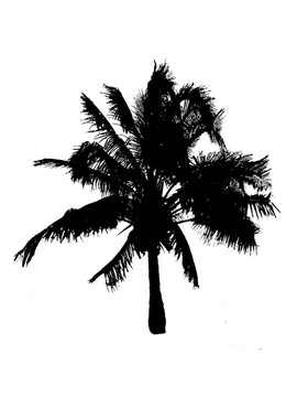 棕櫚樹的剪影