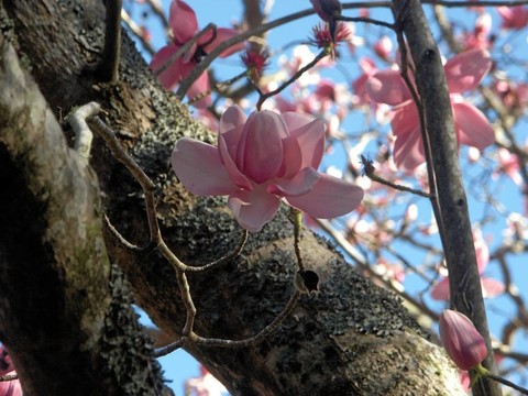 木蘭花